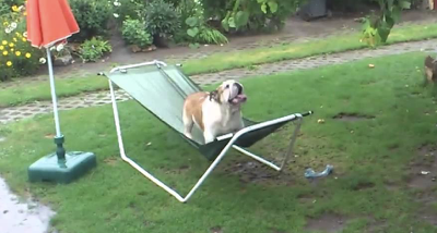 THIS Pup Got On a Hammock In The Rain For The First Time. He Looks Up But Never Expected THIS!