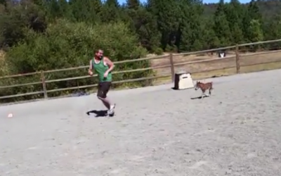 An Adorable Mini Horse Chases This Guy