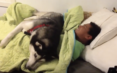 Video – THIS Huge Husky Wakes Up This Boy With The Most Unexpected Surprise!