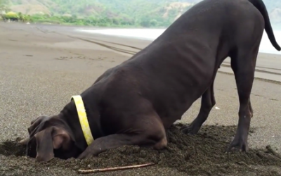 He Films His Dog Digging At The Beach. When He Lifts Up His Head He Reveals THIS Surprise!