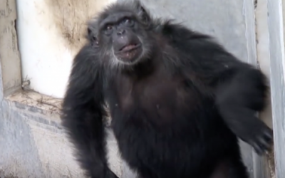 Rescued Chimp Who Spent His Entire Life In a Lab Is Released Outside For The First Time