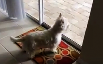 THIS Pup Just Moved Into a New House But Then Freaks Out When She Notices THIS Strange Thing Outside!