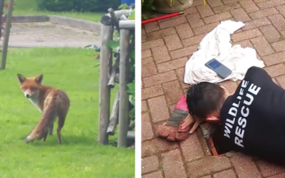 Mama Fox Watches These Humans Trying To Save Her Baby Stuck In A Drain. Then The Unthinkable Occurs.