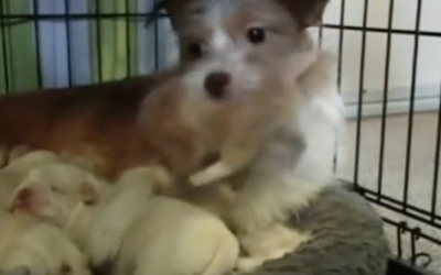 THIS New Mama Just Had a Litter of Puppies But Wait Until You See What She’s Holding In Her Mouth!