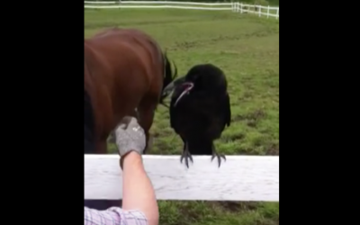 Strange Raven Squawked At Them For An Hour. Finally They Realized He Wanted The UNTHINKABLE!