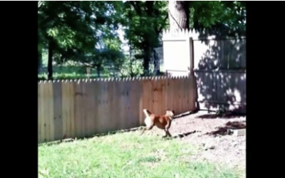 After This Guy Literally Just Finished Building His Dog Fence In The Yard He Let His Dog Out To Test It.