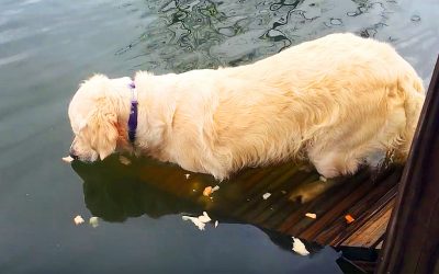 THIS Dog Holds Bread Under Her Mouth At The Lake. What She Pulls Out Of The Water Is UNTHINKABLE!