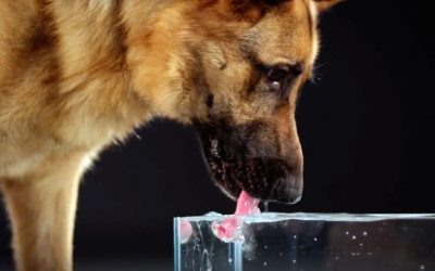 I Never Knew They Did THIS! The Super Slow Motion Video Reveals Something Fascinating About Dogs!