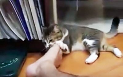 Kitty Smells His Feet Realizes He’s Made a Huge Mistake. Looks At The Cam And Makes The Funniest Face Ever!