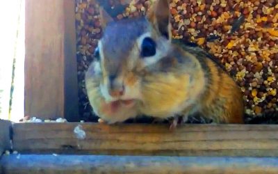 THIS Chipmunk Is Caught Stealing Bird Food But When He Realizes He’s Caught They Get An Unexpected Surprise!