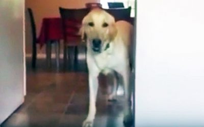 THIS Pup Is Terrified To Walk Into His Dad’s Room. The Solution He Comes Up With Is Unexpectedly HILARIOUS!