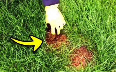 If Your Yard Ever Has One of These Brown Patches Don’t Go Near It or Touch It and Keep Your Kids and Pets Far Away!