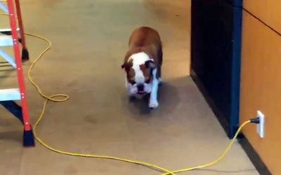 Dog Was Terrified To Step Over The Yellow Wire. Now Watch THIS Unexpected Strange Solution!