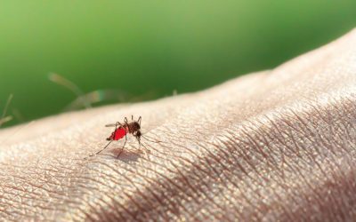 THIS Is The Strange Why Mosquitos Prefer To Bite Some Humans and Leave Others Alone!