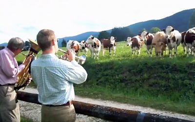 They Pulled To The Side Of The Road And Began Playing To The Cows! Then The UNTHINKABLE Occurs!