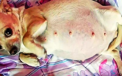 Vet Notices Chihuahuas Tummy Is Getting Abnormally Large. She Looks Inside and Is Stunned By What She Sees!