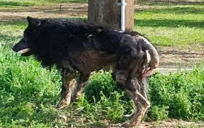 ‘Werewolf’ Is Seen Lurking On The Side of Road For Months. Finally Someone Confronts It and Spots The UNTHINKABLE!