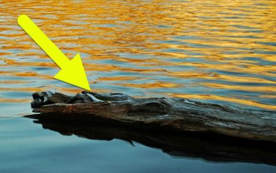 THIS Fisherman Noticed A Strange Log On The Lake. As He Approached He Realized THIS Desperate Creature Was Drowning!