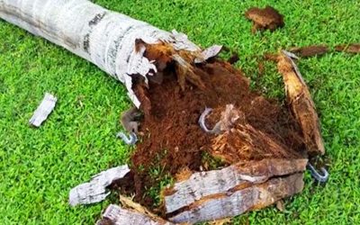 THIS Huge Tree Falls On Their Lawn! But Wait Until You See What The Unexpected Discovery Inside!