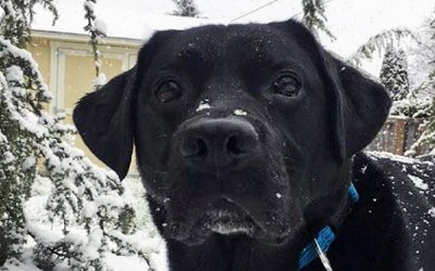 THIS Stray Pup Wouldn’t Let This Cop Walk Past. Then The Cop Follows The Dog and Realizes The Scary Reason Why!