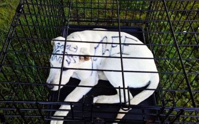 They Spot A Puppy Alone In a Rusty Cage At The Park. Then They See This Disturbing Message Written On His Head