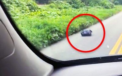 She Notices a Strange Garbage Bag On The Road. She Opens It and Breaks Down When She Sees THIS Inside!