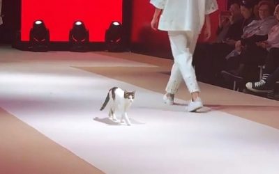 Watch The Unthinkable Moment This Cat Takes Over The Catwalk And Shows These Models How It’s Supposed To Be Done!