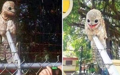 This Weird and Strange Potoo Muppet Bird Creature Has Been Filmed and Photographed In Daylight