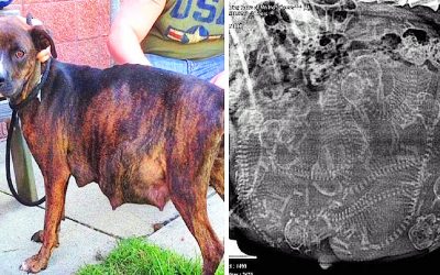 Pitbull Was Pregnant But Refused To Birth Her Litter! The Vet Was Stunned When He Saw THIS On Her Ultrasound!