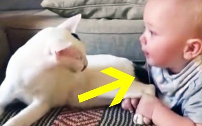 THIS Baby Tugs On This Cat’s Foot and Leg But The Cat’s Reaction Has Gone Viral!