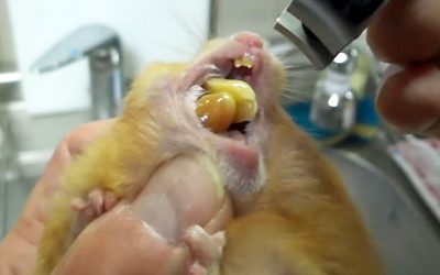 THIS Guy Attempts To Chip The Teeth Of His Hamster. But When He Looks Inside It’s Mouth There’s and Unthinkable Surprise!