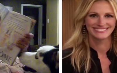 Husky Is Terrified of Julia Roberts and Runs When She Sees Her. Her Response Is UNEXPECTEDLY Hilarious!