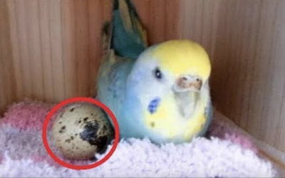 She Gives Her Parakeet An Egg From The Supermarket To Play With. But Days Later She Gets The Biggest Surprise Ever!