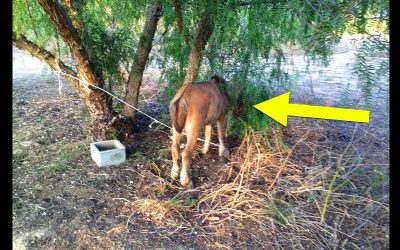 They Spotted THIS Strange Horse Shackled To A Tree! But They Were Sickened and Stunned When They Realized Why!