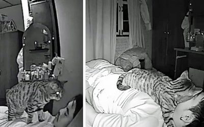 He Set Up a Hidden Camera To Catch What His Kitty Does While He Is Asleep and It’s Hysterical