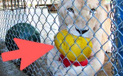 Very Depressed and Unhappy Lioness Has The Most Amazing Reaction When She Realizes Who Her New Neighbor Is!