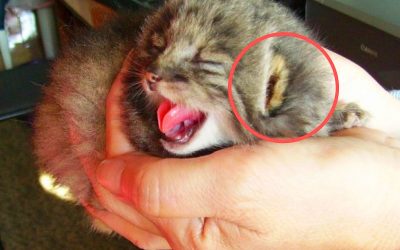 This Farmer From Russia Spotted This Weird Kitten On His Farm. He Never Expected It To Transform In THIS!