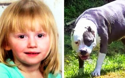 Neighbors Swing The Door Open and Find The 2-Year-Old Who Went Missing For Days Guarded By a Pit Bull