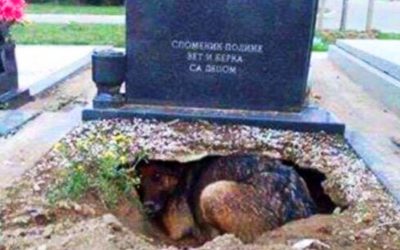 Everyone Thought THIS Dog Was Guarding Her Humans Gravesite. But Then This Rescuer Discovers an Unthinkable Secret!