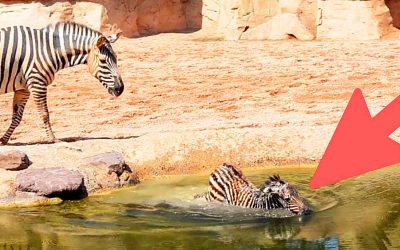 Two Men Try To Save Drowning Baby Zebra But That’s When The Zebra Mom Confronts Them and Does The Unthinkable!