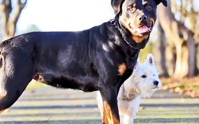 Somehow THIS Tiny West Highland Terrier Got This Huge Rottweiler Pregnant. But Wait Till You See The Puppies!