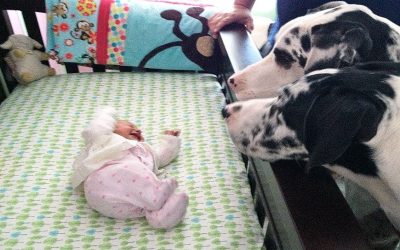 Mom and Dad Left Their Baby Alone With The Dogs. When They Return They Are Absolutely STUNNED!