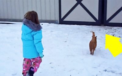 Their Daughter Follows Her Kitty Into an Old Barn. Then She Discovers The Giant Secret Mom and Dad Had Been Hiding!