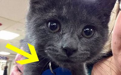 She Adopted This Tiny Kitty But Can’t Hold Back The Tears When She Sees The Words Written On The Kitten’s Tag!