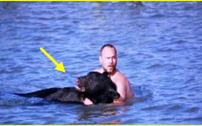 Giant Bear Was About To Drown In The Ocean! But You Will Never Believe What This Man Does About It!