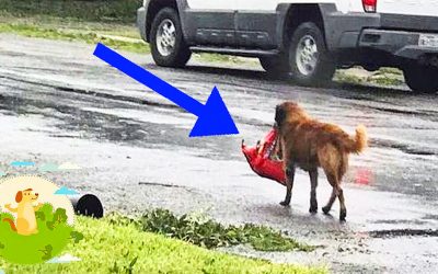 She Notices a Wet Dog Carrying a Sack During The Hurricane! Then She Trails Him To His Unexpected Final Destination!