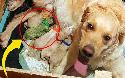 Golden Retriever Mom Gives Birth To a Huge Litter. But 1 Puppy Is So Rare That There Have Only Been 3 Ever Recorded!