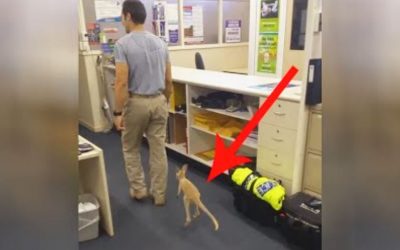 THIS Little Baby Creature Will Not Stop Walking Behind This Cop. But The Reason Is Actually Unthinkably Beautiful!