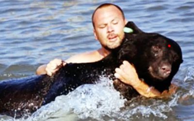 Bear Hit With a Tranquilizer Is Suffering In The Water. Then THIS Guy Swims Towards It and Does The UNTHINKABLE!