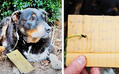 THIS Strange Dog Collapses At Their Front Door! Then They Spot a Letter On His Collar and Run Immediately To a Phone!